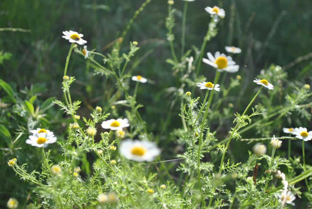 Talistan Forest Park Otel Dış mekan fotoğraf